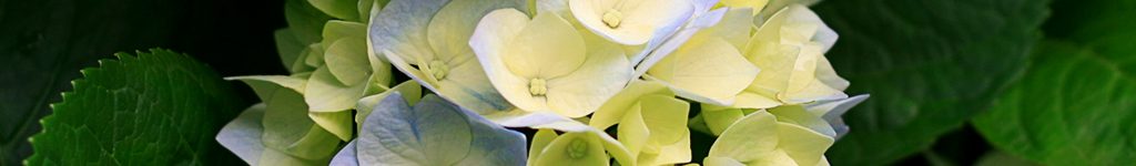 Hydrangeas